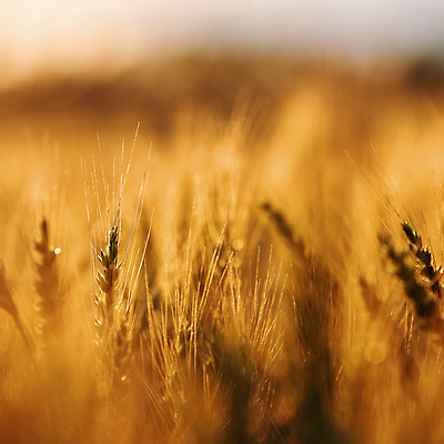 포토 JPG 해외이미지 식물 디자인 계절 음식 빵 백그라운드 밭 농업 자연 건조 건강 옥수수 씨앗 풍경 사람없음 야외 초록색 여름 빛 농작물 태양 농장 농경지 노란색 농사 맑음 일몰 수확 성장 농촌 시골 황금 낟알 시리얼 밀 유기농 보리 밀짚 내추럴 밭일 숙성 호밀 해외202309 해외포토 자연요소 웰빙 산업 컬러 날씨 곡류 노을 짚 생태계 파일형식
