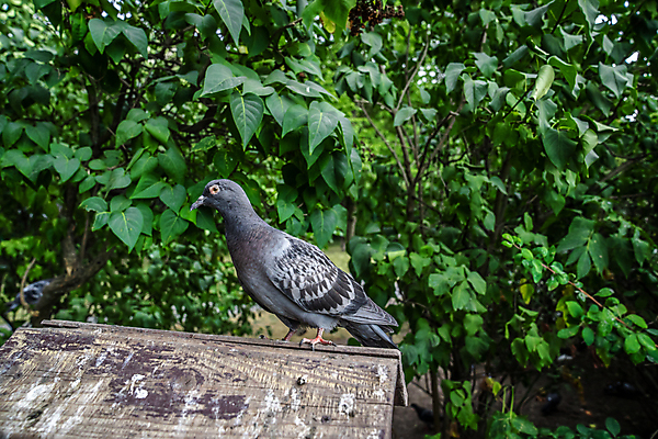 포토 JPG 해외이미지 나무 동물 계절 공원 야생동물 음식 백그라운드 날개 자연 조류 지붕 주택 앉기 풍경 사람없음 야외 일상 목재 초록색 여름 컬러풀 뷰티 마을 정원 활발 회색 시골 도시 우아함 숲 깃털 비둘기 새장 거지 깃털펜 돌봄 동물상 해외202309 해외포토 식물 공공시설 컬러 컨셉 재료 모션 건물 라이프 조형물 펜 생태계 케이지 파일형식
