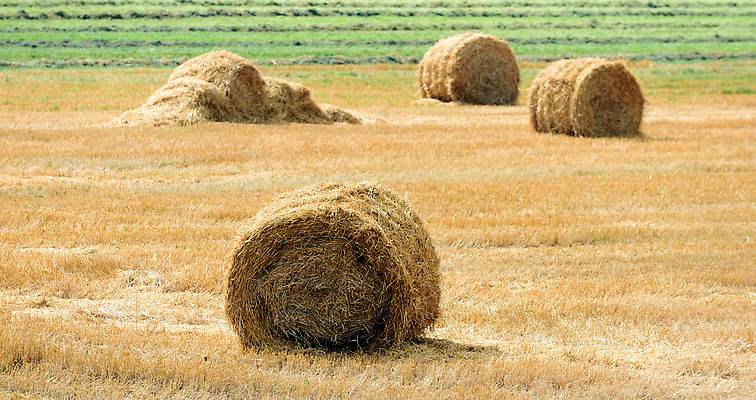 포토 JPG 해외이미지 동물 계절 산업 선 백그라운드 밭 농업 자연 하늘 건조 풍경 사람없음 야외 여름 파란색 농작물 농장 농경지 노란색 쌓기 수확 시골 신선 원형 황금 닫기 건초더미 볏짚 큼 먹이 낟알 밀 롤 뭉치 밀짚 내추럴 밭일 해외202309 해외포토 도형 컬러 모션 곡류 건초 짚 크기 생태계 파일형식 더미