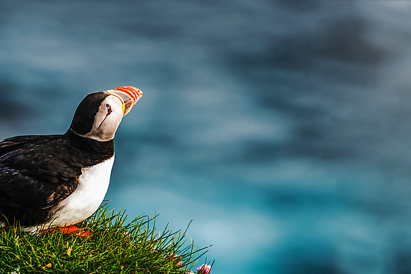 포토 JPG 해외이미지 동물 꽃 야생동물 음식 바다 섬 여행 캐나다 조류 노르웨이 아이슬란드 풍경 사람없음 물 여름 수영 절벽 6월 빙하 아일랜드 식민지 피오르 펨브룩셔 해외202309 해외포토 자연요소 식물 계절 유럽 북아메리카 수상스포츠 날짜 지형 파일형식