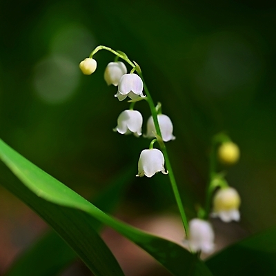 포토 JPG 해외이미지 식물 계절 공원 꽃 백그라운드 잎 꽃무늬 자연 사람없음 야외 초록색 환경 정원 계곡 봄 벚꽃 종 흰색 신선 개화 숲 위험 5월 허브 원예 아로마 내추럴 해외202309 해외포토 공공시설 컬러 컨셉 무늬 취미 날짜 생태계 파일형식
