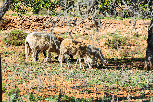 포토 JPG 해외이미지 동물 응시 계절 음식 섬 백그라운드 밭 포유류 자연 산 사람없음 야외 초록색 태양 뷰티 농장 농경지 환경 맑음 가축 봄 흰색 시골 양 뜨거움 소 군중 방목 지중해 언덕 양고기 내추럴 밭일 찰과상 해외202309 해외포토 자연요소 시선 바다 컬러 농업 날씨 육류 사람 축산업 상처 생태계 파일형식