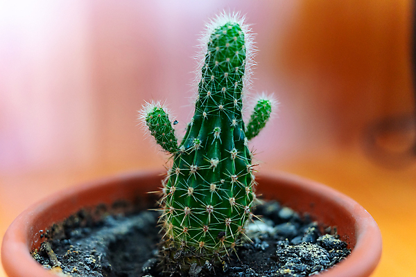 포토 JPG 해외이미지 식물 컬러 백그라운드 꽃무늬 자연 선인장 주택 실내 사람없음 내부 장식 초록색 뷰티 갈색 꽃병 사막 성장 신선 가시 닫기 냄비 작음 유기농 원예 질감 날카로움 스파이크 사하라 내추럴 다육식물 돌봄 이국적 생존 해외202309 해외포토 웰빙 꽃 무늬 모션 아프리카 취미 건물 솥 크기 생태계 파일형식