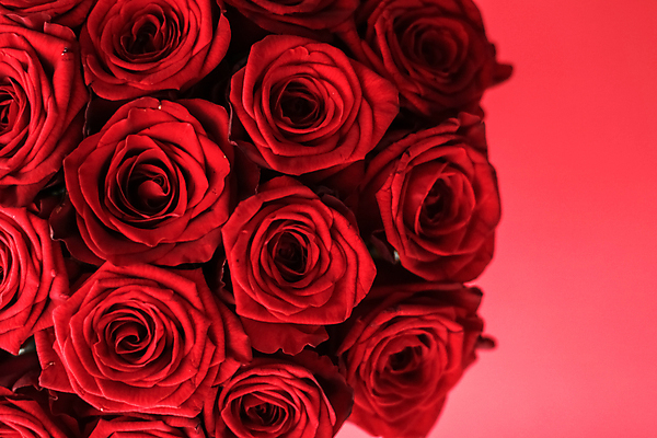 포토 JPG 해외이미지 꽃다발 근접촬영 사람없음 빨간색 장미 로맨틱 해외202309 해외포토 꽃 뷰포인트 컬러 컨셉 파일형식