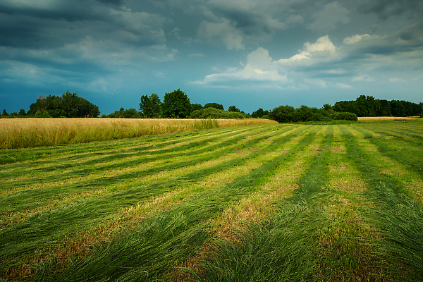 포토 JPG 해외이미지 식물 구름 계절 조각 백그라운드 밭 농업 자연 하늘 날씨 풍경 잔디 사람없음 초록색 여름 파란색 뷰티 농장 농경지 환경 기계 줄무늬 수확 시골 신선 업무 볏짚 땅 자르기 폭풍우 수평선 해외202309 해외포토 자연요소 산업 컬러 무늬 모션 작업 비_날씨 짚 자연재해 생태계 파일형식