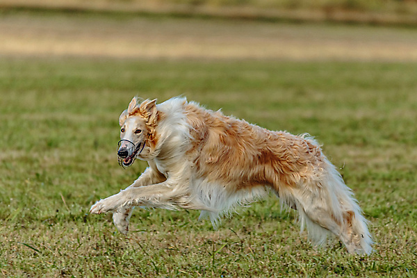 포토 JPG 해외이미지 동물 1 공원 감정 스포츠 밭 모션 놀이 건강 사람없음 야외 초록색 여름 반려동물 달리기 뷰티 걷기 정원 점프 경쟁 에너지 가을 게임 시골 레이싱 잡기 개 유혹 속도 사냥 송곳니 기르기 전력질주 챔피언 순혈 해외202309 해외포토 계절 공공시설 컬러 컨셉 농업 포유류 시합 치아 돌봄 파일형식