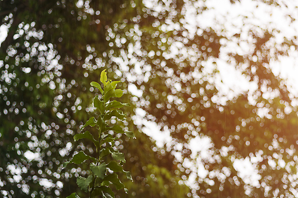 포토 JPG 해외이미지 나무 계절 백그라운드 컨셉 잎 자연 벽지 날씨 사람없음 야외 초록색 물 빛 뷰티 반사 환경 정원 거품 젖음 성장 물방울 닫기 떨어짐 숲 빗방울 묘사 질감 보케 말레이시아 내추럴 블러 해외202309 해외포토 자연요소 식물 아시아 컬러 모션 비_날씨 생태계 파일형식