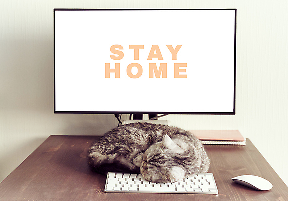 포토 JPG 해외이미지 동물 얼굴 백그라운드 컨셉 인터넷 비즈니스 주택 직장 사람없음 노트북 전자제품 반려동물 컴퓨터 사무실 뷰티 공책 고양이 장비 키보드 잠 업무 고독 작음 책상 느림 일시정지 게으름 고립 단절 하드웨어 카피스페이스 스코틀랜드 해외202309 해외포토 감정 가구 회사 포유류 문구용품 영국 건물 신체부위 공백 작업 크기 파일형식