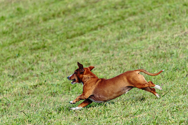 포토 JPG 해외이미지 동물 1 공원 감정 스포츠 밭 모션 놀이 건강 사람없음 야외 초록색 반려동물 달리기 뷰티 걷기 정원 점프 경쟁 에너지 게임 시골 레이싱 잡기 개 유혹 속도 사냥 송곳니 기르기 전력질주 챔피언 순혈 해외202309 해외포토 공공시설 컬러 컨셉 농업 포유류 시합 치아 돌봄 파일형식