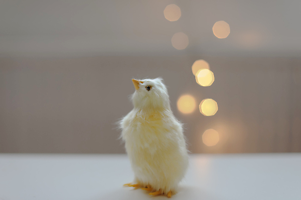 포토 JPG 해외이미지 전통 디자인 배너 계절 행복 포스터 야생동물 컨셉 농업 조류 휴가 부활절 생물 병아리 사람없음 장식 컬러풀 농장 노란색 귀여움 마을 축제 치킨 봄 시골 축하 아기 신용카드 4월 심볼 깃털 유기농 부드러움 솜털 돌봄 밭일 암탉 해외202309 해외포토 동물 웰빙 기념일 감정 산업 컬러 모션 사람 금융 닭 감각 날짜 암컷 닭고기요리 파일형식