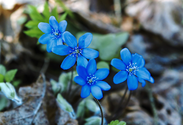 포토 JPG 해외이미지 식물 계절 공원 꽃 컬러 백그라운드 잎 꽃무늬 자연 사람없음 장식 초록색 파란색 햇빛 뷰티 환경 정원 보라색 봄 벚꽃 흰색 개화 닫기 숲 작음 제비꽃 원예 보케 내추럴 노루귀 땅바닥 아네모네 해외202309 해외포토 공공시설 무늬 모션 바닥 취미 태양 크기 생태계 파일형식