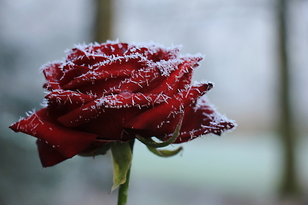포토 JPG 해외이미지 계절 꽃 겨울 꽃무늬 사람없음 빨간색 장미 냉동 얼음 추위 크리스탈 서리 해외202309 해외포토 자연요소 식물 컬러 무늬 광석 파일형식