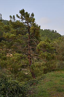 포토 JPG 해외이미지 나무 응시 노년 남자 여행 자연 하늘 파노라마 한명 서기 사람 성인 사람없음 야외 세로 컬러풀 검은색 흙 나뭇가지 농촌 관찰 소나무 비교 황무지 보호 큼 아래 명상 눈금 뿌리 부드러움 개성 깊이 서쪽 웅장함 많음 해외202309 해외포토 식물 1 시선 컬러 컨셉 모션 촬영기법 시골 감각 크기 방향 생태계 위치 파일형식