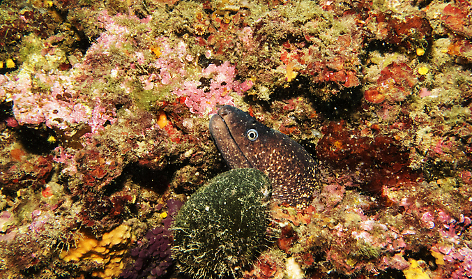 포토 JPG 해외이미지 바다 여행 어류 사람없음 여행객 일본 수중 해외202309 해외포토 아시아 사람 수중동물 파일형식