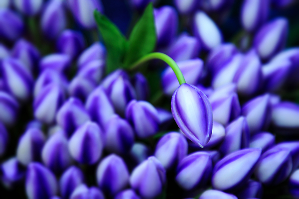 포토 JPG 해외이미지 식물 계절 꽃 컬러 꽃다발 백그라운드 잎 꽃무늬 선물 사람없음 야외 장식 초록색 여름 파란색 뷰티 봄 낭만 튤립 벚꽃 축하 신선 개화 유기농 해외202309 해외포토 웰빙 컨셉 무늬 파일형식