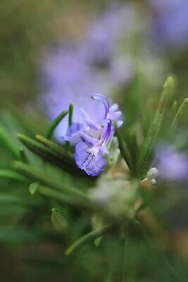 포토 JPG 해외이미지 식물 꽃잎 꽃 분홍색 잎 사람없음 초록색 보라색 봄 들꽃 제비꽃 로즈메리 해외202309 해외포토 계절 컬러 허브 파일형식