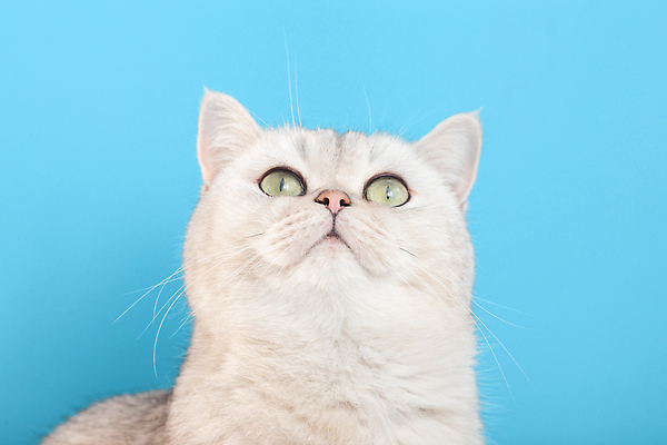 포토 JPG 해외이미지 동물 응시 얼굴 백그라운드 포유류 휴가 휴식 수염 털 실내 사람없음 파란색 반려동물 뷰티 귀여움 고양이 흰색 표현 관찰 닫기 작음 모피 만족 호기심 파란배경 귀 솜털 고립 기르기 유래 스타일 카피스페이스 해외202309 해외포토 시선 감정 컬러 컨셉 모션 내부 신체부위 공백 크기 돌봄 파일형식