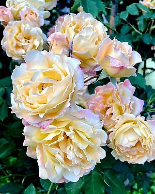 포토 JPG 해외이미지 나무 식물 계절 공원 꽃잎 꽃 분홍색 컬러 꽃다발 결혼 백그라운드 잎 꽃무늬 자연 발렌타인데이 사랑 사람없음 야외 장식 초록색 컬러풀 뷰티 장미 정원 봄 낭만 벚꽃 흰색 나뭇가지 축하 신선 개화 다발 원예 내추럴 해외202309 해외포토 공공시설 감정 컨셉 무늬 데이이벤트 이벤트 취미 생태계 파일형식