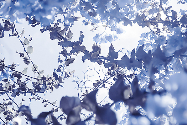 포토 JPG 해외이미지 꽃 백그라운드 사람없음 파란색 나뭇가지 화려 카피스페이스 해외202309 해외포토 나무 식물 컬러 컨셉 공백 파일형식