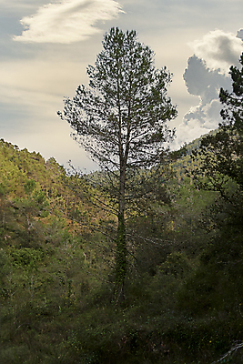 포토 JPG 해외이미지 나무 응시 노년 남자 여행 자연 하늘 파노라마 한명 서기 사람 성인 사람없음 야외 세로 컬러풀 검은색 흙 나뭇가지 농촌 관찰 소나무 비교 황무지 보호 큼 아래 명상 눈금 뿌리 부드러움 개성 깊이 서쪽 웅장함 많음 해외202309 해외포토 식물 1 시선 컬러 컨셉 모션 촬영기법 시골 감각 크기 방향 생태계 위치 파일형식