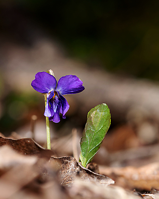 포토 JPG 해외이미지 식물 계절 꽃잎 꽃 줄기 꽃다발 꽃무늬 오렌지 자연 추상 사람없음 빨간색 초록색 여름 뷰티 노란색 정원 봄 활발 낭만 들꽃 벚꽃 꽃술 신선 개화 닫기 묘사 싱글 꽃가루 내추럴 강렬 고립 꽃수술 해외202309 해외포토 컬러 컨셉 무늬 과일 모션 가루 생태계 파일형식