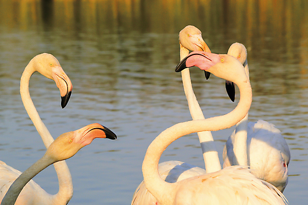 포토 JPG 해외이미지 동물 1 호수 야생동물 분홍색 컬러 백그라운드 날개 오렌지 아프리카 자연 조류 사람없음 야외 옆모습 물 파란색 컬러풀 뷰티 머리 프랑스 흰색 그룹 우아함 플라밍고 깃털 만족 부리 목 내추럴 동물상 이국적 해외202309 해외포토 자연요소 감정 유럽 나라 뷰포인트 컨셉 과일 신체부위 조형물 생태계 파일형식