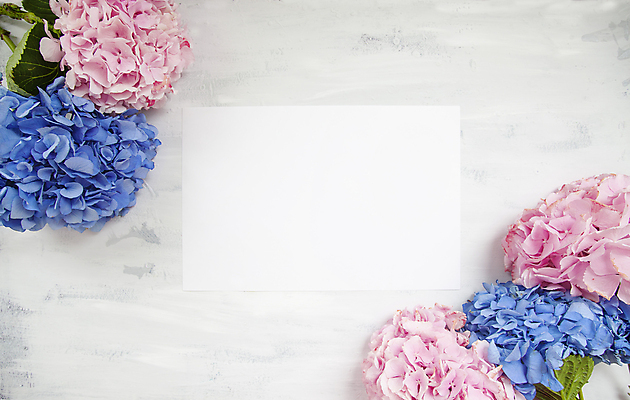 포토 JPG 해외이미지 백그라운드 잎 사람없음 화려 수국 카피스페이스 해외202309 해외포토 식물 꽃 컨셉 공백 파일형식