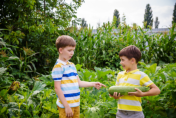 포토 JPG 해외이미지 식물 계절 행복 어린이 음식 잎 2 다이어트 채소 자연 호박 건강 식이요법 사람 소년 야외 두명 초록색 농작물 햇빛 농장 노란색 마을 정원 맑음 수확 성장 시골 신선 잡기 맛 농부 큼 에코 유기농 원예 스쿼시 숙성 주키니 채식주의자 비건 해외202309 해외포토 직업 웰빙 남자 감정 스포츠 컬러 컨셉 농업 모션 날씨 취미 태양 구기 환경 크기 생태계 채식 파일형식