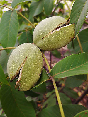 포토 JPG 해외이미지 식물 음식 자연 아침 실내 건강 씨앗 사람없음 그래픽 초록색 갈색 정원 수확 성장 껍질 신선 닫기 수집 그림 알맹이 호두 내추럴 식용 해외202309 해외포토 주간 컬러 농업 모션 내부 견과류 생태계 파일형식