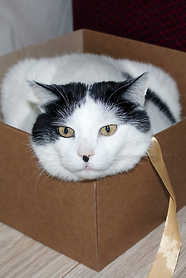 포토 JPG 해외이미지 리본 사람없음 반려동물 상자 눕기 귀여움 고양이 안락 해외202309 해외포토 동물 컨셉 포유류 모션 파일형식