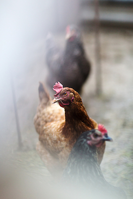 포토 JPG 해외이미지 동물 산업 음식 컬러 백그라운드 농업 비즈니스 자연 조류 병아리 육류 사람없음 빨간색 컬러풀 뷰티 농장 치킨 가축 흰색 시골 그룹 시장 닫기 깃털 유기농 부리 수탉 외양간 그런지 동물상 밭일 암탉 진짜 해외202309 해외포토 웰빙 식재료 모션 조형물 닭 암컷 수컷 생태계 닭고기요리 파일형식