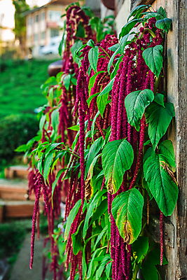 포토 JPG 해외이미지 식물 직업 전통 계절 여행 포즈 잎 밭 농업 자연 산 풍경 사람없음 야외 초록색 여름 농작물 농장 마을 정원 모임 수확 성장 농촌 시골 신선 녹차 수집 언덕 유기농 미로 칠면조 밭일 튀르키예 해외202309 해외포토 웰빙 산업 아시아 컬러 조류 차_음료 생태계 파일형식