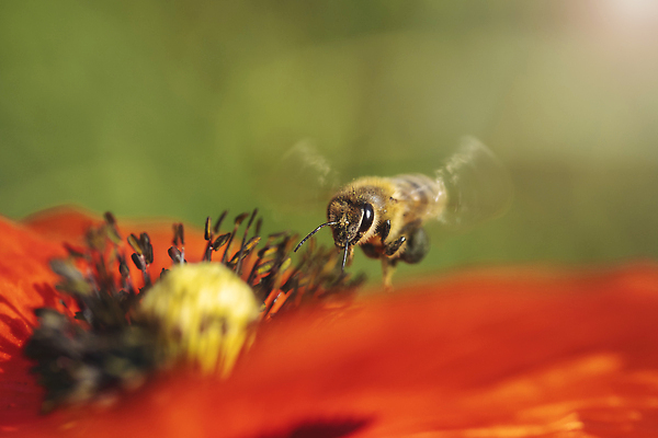 포토 JPG 해외이미지 식물 동물 1 계절 꽃 야생동물 곤충 백그라운드 밭 자연 안테나 사람없음 초록색 갈색 노란색 환경 정원 검은색 봄 줄무늬 흰색 업무 벌레 꿀벌 작음 수분 묘사 싱글 흰배경 바쁨 꽃가루 꿀 솜털 찌르기 알레르기 고립 해외202309 해외포토 컬러 무늬 농업 통신 모션 작업 벌_곤충 질병 크기 가루 생태계 파일형식