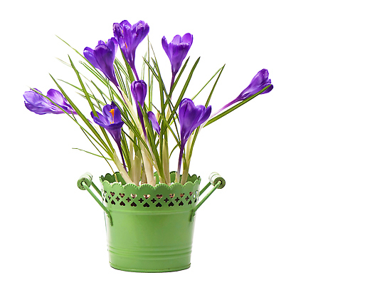 포토 JPG 해외이미지 화분 잎 사람없음 바구니 보라색 흰배경 붓꽃 해외202309 해외포토 식물 꽃 컬러 백그라운드 흰색 파일형식