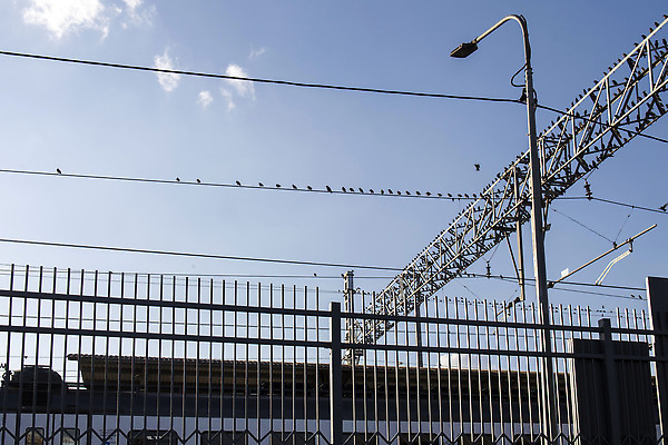 포토 JPG 해외이미지 동물 디자인 실루엣 야생동물 백그라운드 자연 조류 하늘 바람 함께함 사람없음 파란색 뷰티 자유 흰색 그룹 큼 깃털 사냥 철사 천국 많음 해외202309 해외포토 자연요소 컬러 컨셉 날씨 촬영기법 크기 생태계 파일형식