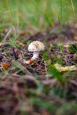 포토 JPG 해외이미지 나무 식물 계절 음식 백그라운드 다이어트 채소 재료 자연 이끼 요리 사람없음 야외 목재 초록색 컬러풀 햇빛 갈색 환경 버섯 가을 흰색 신선 독약 황무지 숲 위험 큼 유기농 내추럴 곰팡이 그물버섯 땅바닥 삼림지대 식용 캡모자 해외202309 해외포토 모자_잡화 웰빙 컬러 컨셉 바닥 건강 태양 크기 생태계 파일형식