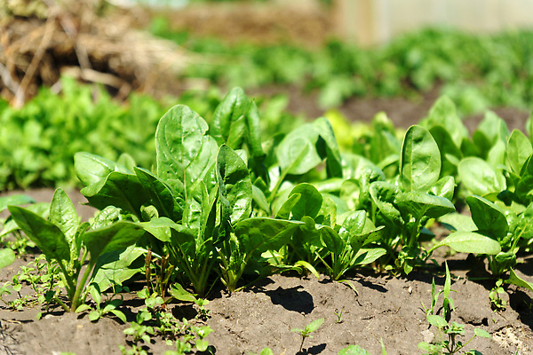 포토 JPG 해외이미지 식물 음식 백그라운드 잎 채소 건강 사람없음 초록색 농작물 농장 정원 샐러드 수확 성장 시골 신선 농부 상추 땅 유기농 원예 날것 시금치 내추럴 묘목 밭일 채식주의자 비건 해외202309 해외포토 나무 직업 웰빙 컬러 농업 취미 채식 파일형식
