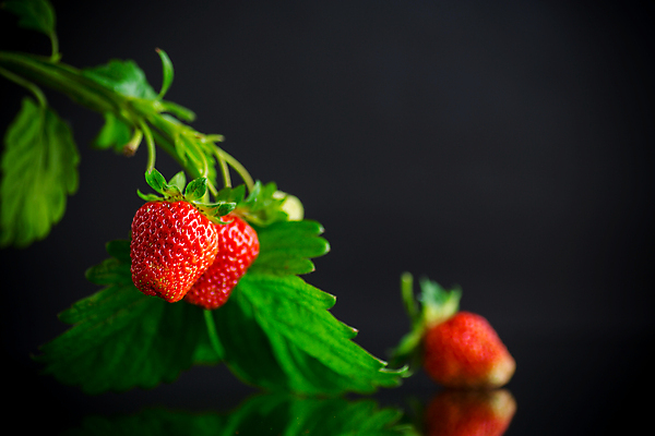 포토 JPG 해외이미지 식물 열매 음식 백그라운드 다이어트 채소 과일 부분 자연 딸기 디저트 건강 씨앗 사람없음 빨간색 초록색 물 여름 빛 뷰티 반사 우주 검은색 나뭇가지 신선 그룹 달콤 맛 작음 먹기 상쾌 유기농 슛 비타민 내추럴 고립 다육식물 숙성 채식주의자 비건 맛있는 해외202309 해외포토 자연요소 나무 웰빙 계절 감정 컬러 컨셉 모션 크기 생태계 채식 영양소 파일형식