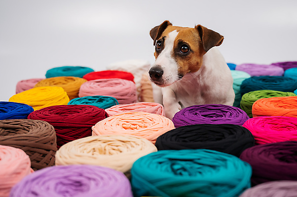 포토 JPG 해외이미지 백그라운드 근접촬영 사람없음 컬러풀 뜨개질 털실 강아지 해외202309 해외포토 뷰포인트 컬러 취미 반려동물 실 개 파일형식