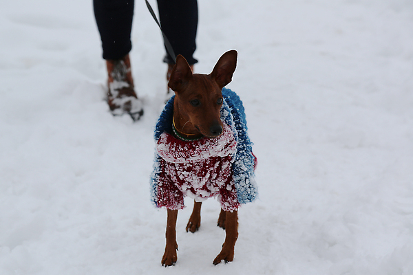 포토 JPG 해외이미지 동물 응시 옷 포즈 백그라운드 겨울 사람 사람없음 야외 파란색 반려동물 뷰티 갈색 유행 산책 재킷 추위 흰색 기다림 개 작음 서리 옷입기 송곳니 기르기 유래 순혈 해외202309 해외포토 시선 계절 컬러 포유류 모션 휴식 외투 치아 크기 돌봄 파일형식