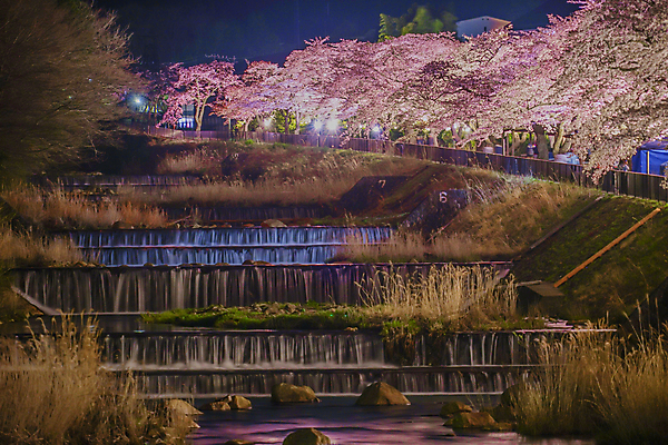 포토 JPG 해외이미지 가로등 사람없음 빛 강 봄 벚꽃 벚나무 야간 풀숲 카나가와 해외202309 해외포토 자연요소 나무 계절 공공시설 꽃 일본 숲 파일형식