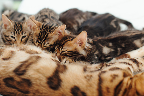 포토 JPG 해외이미지 동물 얼굴 어린이 포유류 엄마 휴식 짧은머리 수염 주택 털 동양인 사람없음 반려동물 노란색 고양이 우유 아기 신생아 점 황금 작음 가슴 먹기 간호 솜털 표범 돌봄 수유 유래 해외202309 해외포토 헤어스타일 컬러 컨셉 가족 모션 유제품 사람 인종 건물 신체부위 크기 파일형식