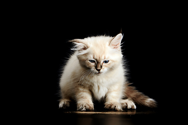 포토 JPG 해외이미지 동물 응시 새끼 컬러 장난 포유류 포옹 놀이 털 사랑 사람없음 파란색 반려동물 뷰티 검은색 고양이 가축 우정 백발 달콤 작음 모피 순수 꼬리 긍정 육식동물 솜털 가면무도회 걸음마 고립 기르기 시베리아 특별함 순혈 해외202309 해외포토 헤어스타일 시선 감정 컨셉 안기 모션 친구 맛 크기 돌봄 무도회 파일형식