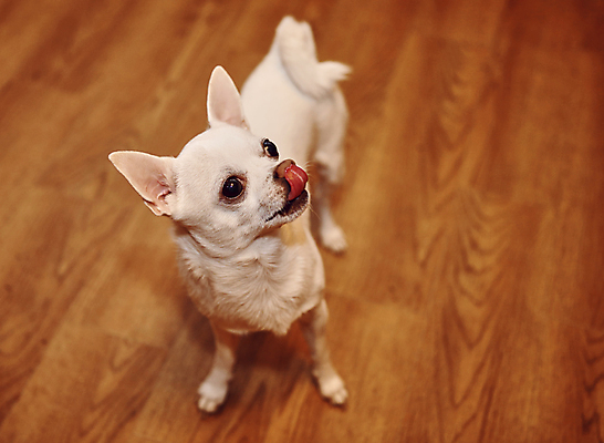 포토 JPG 해외이미지 동물 1 디자인 응시 행복 얼굴 벽 백그라운드 비즈니스 포유류 벽지 추상 함께함 실내 사람없음 장식 빛 반려동물 갈색 우주 웹 덮개 흰색 개 강아지 작음 질감 치와와 송곳니 기르기 유래 스타일 해외202309 해외포토 시선 감정 컬러 컨셉 무늬 인터넷 내부 신체부위 뚜껑 치아 크기 돌봄 파일형식