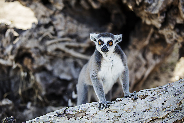 포토 JPG 해외이미지 동물 응시 야생동물 포유류 아프리카 자연 휴식 생물 흑백 동물원 종류 앉기 사람없음 검은색 줄무늬 회색 흰색 원숭이 반지 숲 열대우림 모피 꼬리 멸종 유인원 내추럴 동물상 마다가스카르 해외202309 해외포토 시선 나라 컬러 컨셉 무늬 장신구 모션 촬영기법 조형물 생태계 파일형식