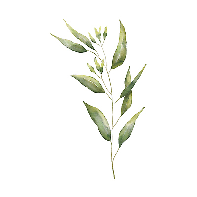 JPG 해외이미지 잎 일러스트 미술 사람없음 손그림 유칼립투스 해외202309 해외일러스트 식물 문화예술 파일형식