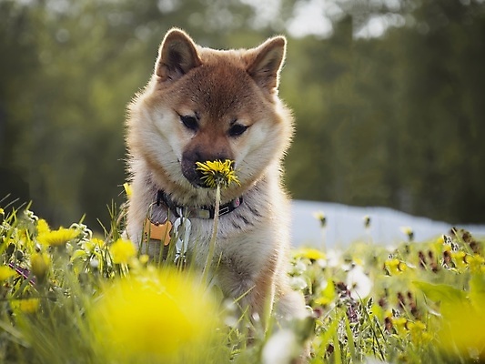 포토 JPG 해외이미지 동물 직업 행복 돈 포유류 놀이 생물 실내 사랑 사람없음 야외 반려동물 뷰티 귀여움 일본 아기 개 강아지 소프트포커스 작음 전자 엽서 여우 솜털 순간 유래 카피스페이스 순종 해외202309 해외포토 감정 아시아 컨셉 촬영기법 사람 내부 공백 재산 크기 왕 편지 파일형식