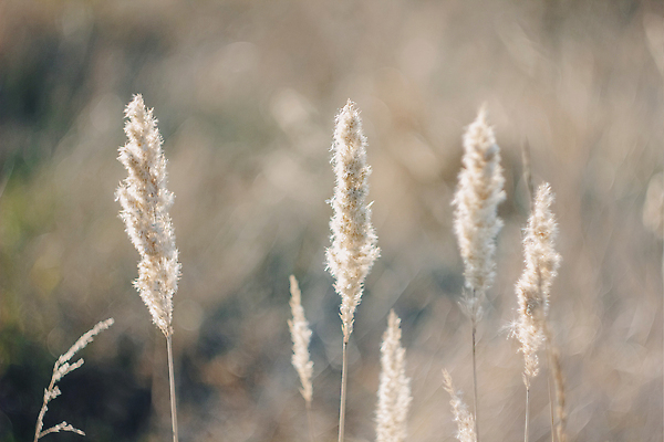 포토 JPG 해외이미지 식물 공원 꽃 잎 자연 지팡이 하늘 바람 씨앗 잔디 사람없음 야외 초록색 물 유행 정원 어둠 흰색 연못 개화 강가 큼 깃털 솜털 내추럴 해외202309 해외포토 자연요소 공공시설 컬러 날씨 강 크기 생태계 파일형식