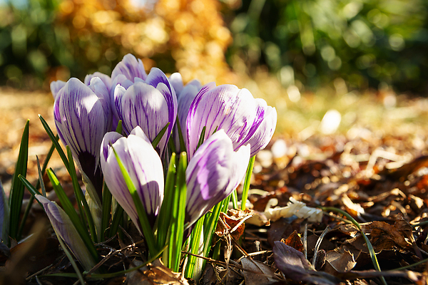 포토 JPG 해외이미지 식물 계절 꽃잎 꽃 백그라운드 꽃무늬 자연 사람없음 야외 가로 초록색 컬러풀 햇빛 환경 정원 보라색 봄 줄무늬 활발 성장 벚꽃 신선 개화 닫기 소프트포커스 화단 해외202309 해외포토 컬러 컨셉 무늬 모션 촬영기법 태양 생태계 파일형식