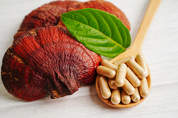 포토 JPG 해외이미지 잎 건강 사람없음 알약 약초 나무숟가락 영지버섯 해외202309 해외포토 식물 약 숟가락 버섯 풀_식물 파일형식